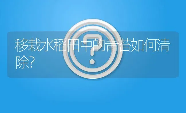 移栽水稻田中的青苔如何清除? | 养殖问题解答