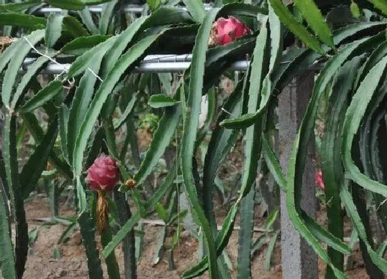 植物常识问题|火龙果嫁接芽接法如何操作