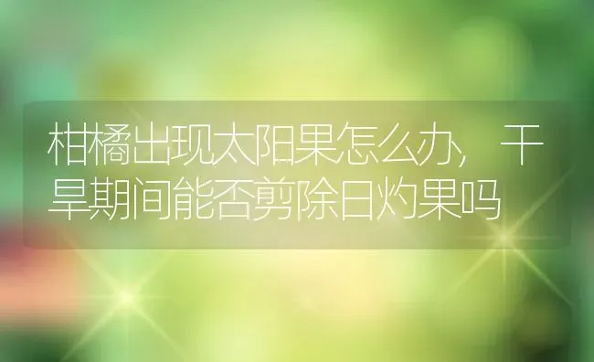 柑橘出现太阳果怎么办,干旱期间能否剪除日灼果吗 | 养殖常见问题