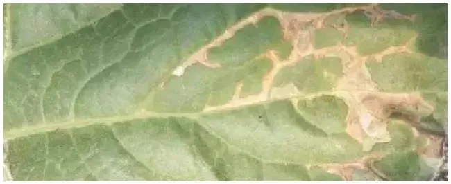 角斑病特效药 | 科普知识