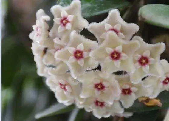 植物常识问题|球兰不开花是什么原因引起的