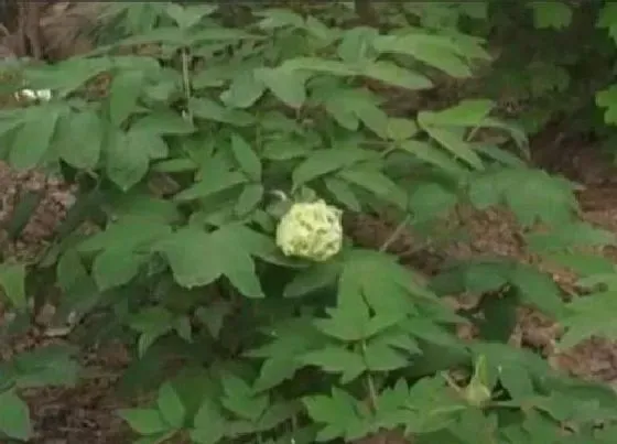 植物常识问题|绿牡丹不开花什么原因（绿牡丹不容易开花怎么处理正确）