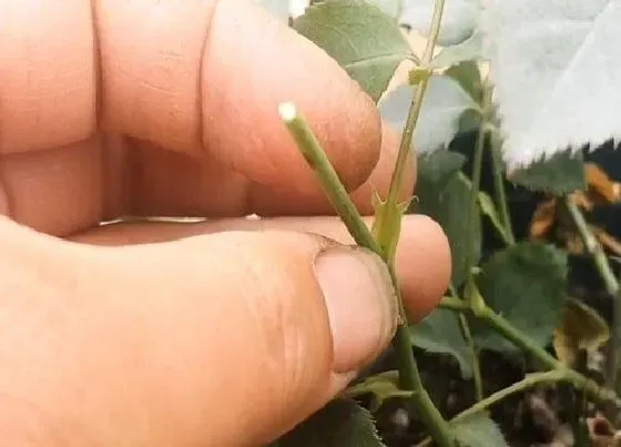 植物常识问题|给月季修剪后伤口流水的处理方法