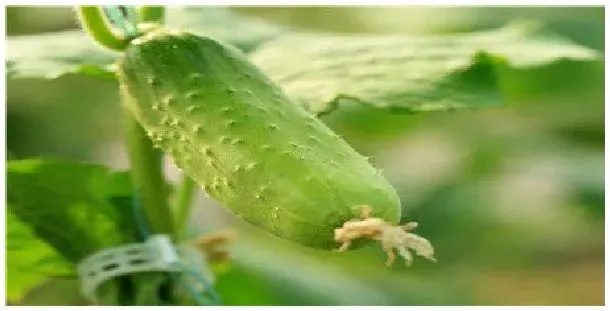 黄瓜苗种植时间和方法 | 生活常识