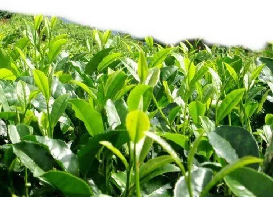 植物常识问题|普洱白茶的功效与作用
