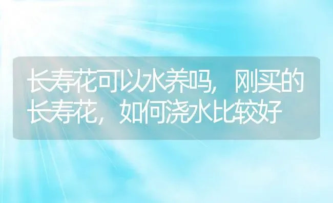 长寿花可以水养吗,刚买的长寿花，如何浇水比较好 | 养殖常见问题