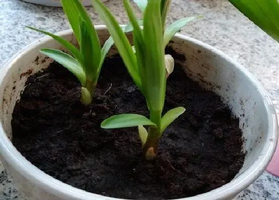 植物常识问题|百合苗长什么样子图片 百合花幼苗花苗的样子特点