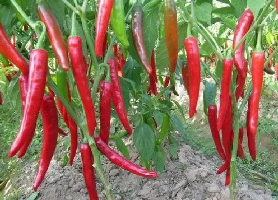 植物常识问题|盆栽辣椒如何养护长得比较旺