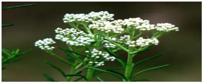 小米花是什么植物 | 三农问答