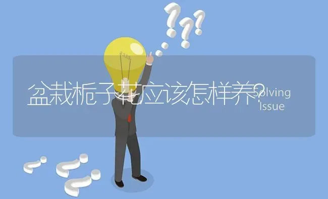 盆栽栀子花应该怎样养? | 养殖问题解答