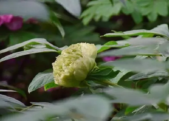 植物常识问题|绿牡丹不开花什么原因（绿牡丹不容易开花怎么处理正确）