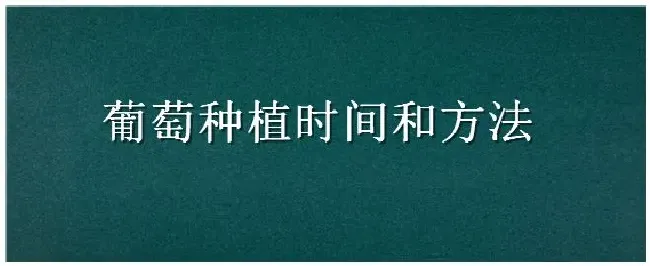 葡萄种植时间和方法 | 三农答疑