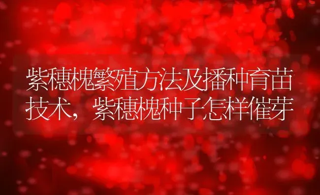 紫穗槐繁殖方法及播种育苗技术,紫穗槐种子怎样催芽 | 养殖常见问题