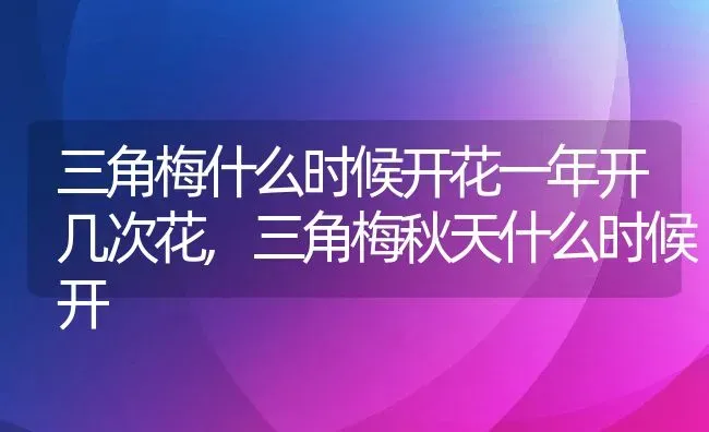 三角梅什么时候开花一年开几次花,三角梅秋天什么时候开 | 养殖常见问题