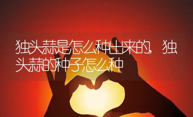 独头蒜是怎么种出来的,独头蒜的种子怎么种 | 养殖常见问题