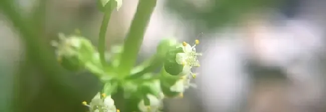 植物常识问题|金钱草有什么作用