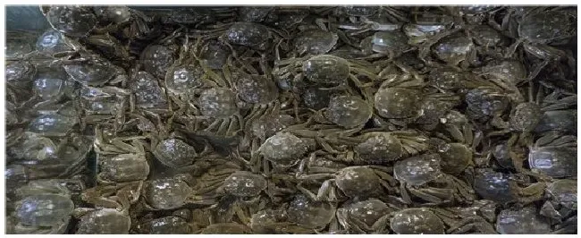 螃蟹生活在哪里 | 三农问答