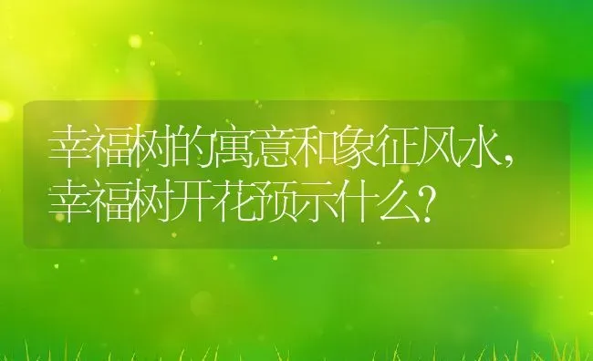 幸福树的寓意和象征风水,幸福树开花预示什么？ | 养殖常见问题