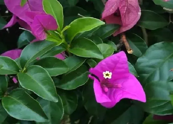 植物常识问题|三角梅如何打造新芽长满盆