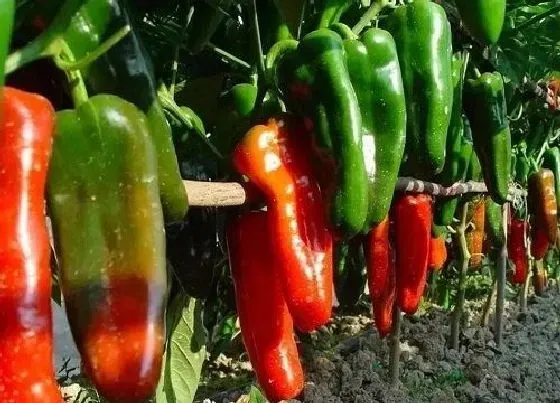植物常识问题|盆栽辣椒如何养护长得比较旺