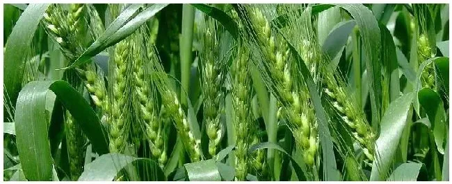 种麦什么时候种最合适?最佳温度是多少 | 农业问题
