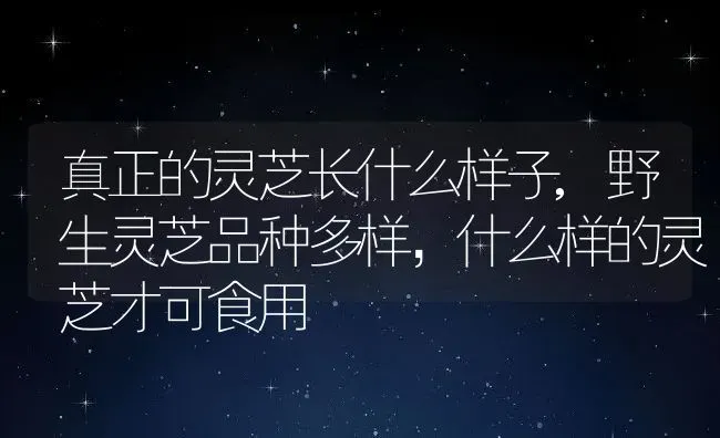 真正的灵芝长什么样子,野生灵芝品种多样，什么样的灵芝才可食用 | 养殖常见问题