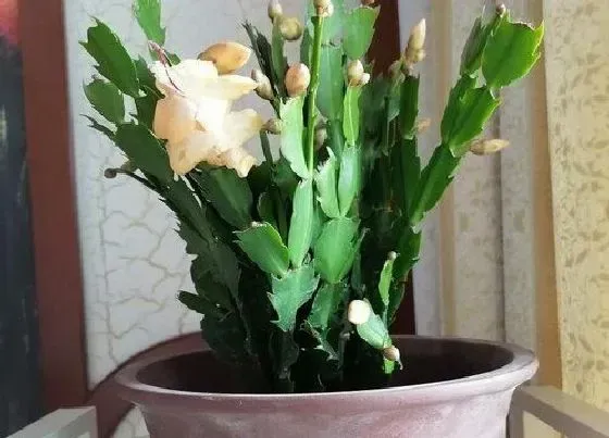 植物常识问题|用什么养护蟹爪兰保肥又保水