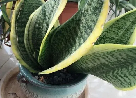 植物常识问题|夏季虎皮兰怎么施肥有效方便