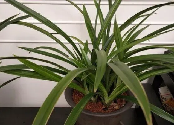 植物常识问题|兰花用什么养护技巧花开更饱满更娇俏