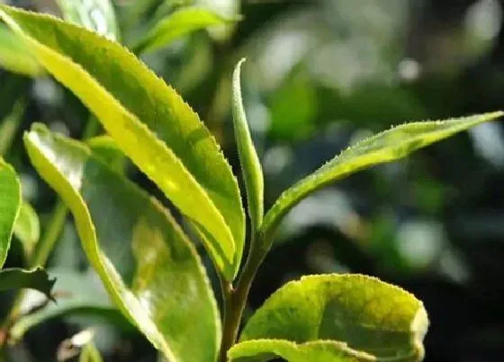 植物常识问题|普洱白茶的功效与作用