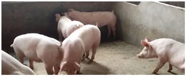 猪的人工授精为啥外流 | 三农问答