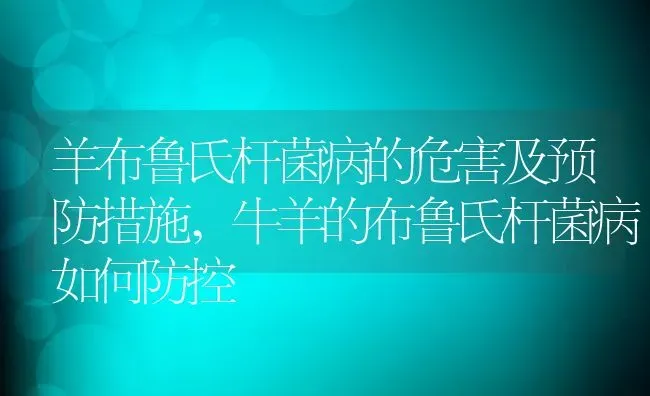 羊布鲁氏杆菌病的危害及预防措施,牛羊的布鲁氏杆菌病如何防控 | 养殖常见问题