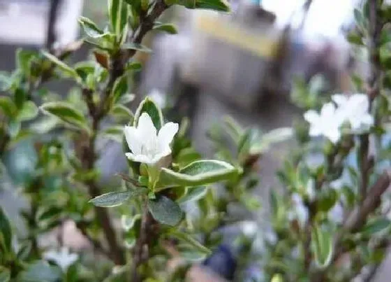 植物常识问题|六月雪为什么不开花