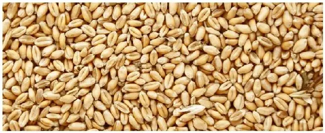 小麦种子如何进行包衣 | 农业答疑