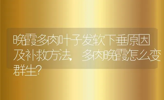 晚霞多肉叶子发软下垂原因及补救方法,多肉晚霞怎么变群生？ | 养殖常见问题