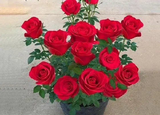植物常识问题|玫瑰花盆栽种植方法和注意事项