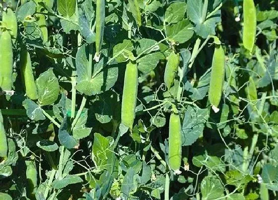 植物常识问题|荷兰豆和豌豆的区别