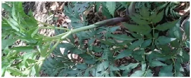 关防风种植技术与效益 | 三农问答