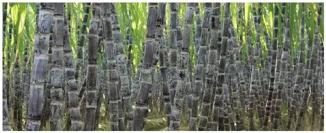 种植甘蔗一亩地需要多少成本,又粗又长怎样施肥 | 农业答疑