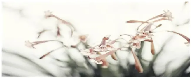 常用花肥有哪些 | 农业答疑
