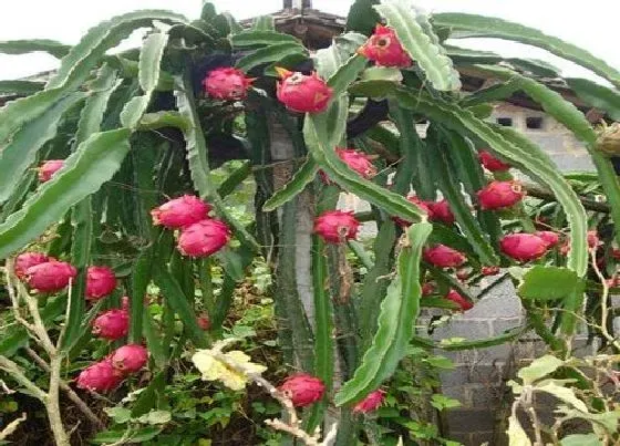 植物常识问题|火龙果嫁接芽接法如何操作