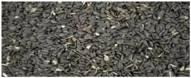 油葵的种植时间和方法 | 三农答疑