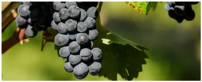 葡萄膨果最佳时间 | 农业问题