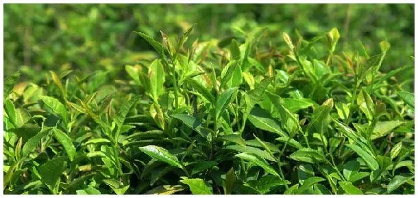 茶树叶片背面生的是什么颜色绒毛 | 三农答疑
