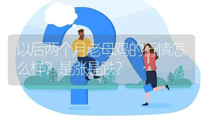 以后两个月老母鸡的行情怎么样?是涨是跌? | 养殖问题解答