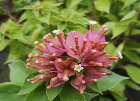 植物常识问题|三角梅如何控水促花