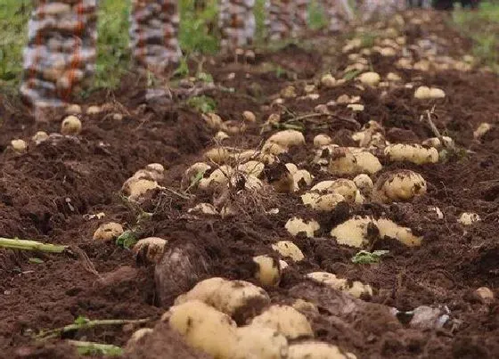 植物常识问题|土豆种植方法步骤