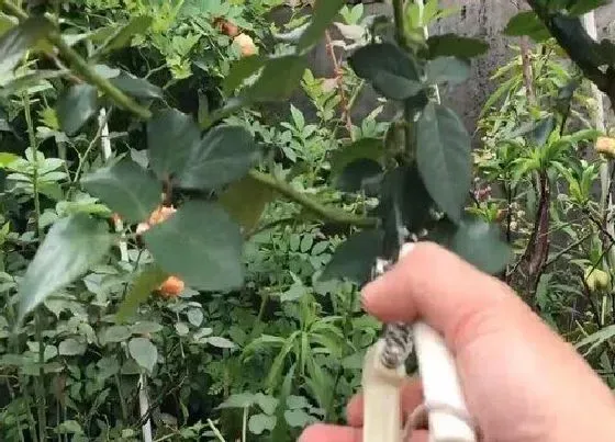 植物常识问题|给月季修剪后伤口流水的处理方法