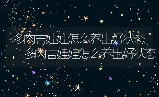 多肉吉娃娃怎么养出好状态,多肉吉娃娃怎么养出好状态 | 养殖常见问题