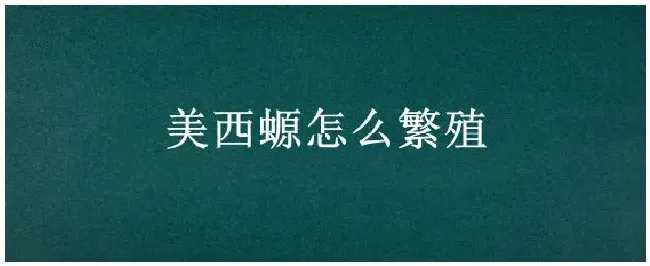 美西螈怎么繁殖 | 生活常识